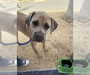 Mutt Dogs for adoption in Goodyear, AZ, USA