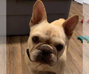 French Bulldog Dogs for adoption in Longview, TX, USA