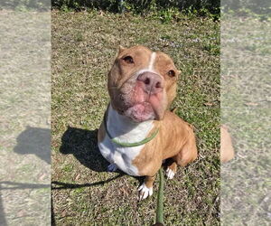 American Pit Bull Terrier Dogs for adoption in Glen Allen, VA, USA