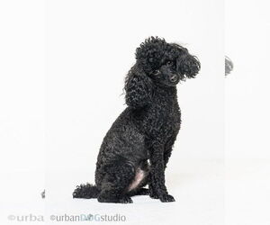Poodle (Miniature) Dogs for adoption in Tampa, FL, USA