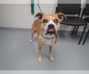 Boxer Dogs for adoption in St. Cloud, FL, USA