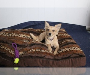 Medium Photo #1 Chihuahua-Unknown Mix Puppy For Sale in Del Rio, TX, USA