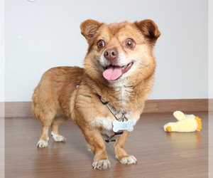 Cheeks Dogs for adoption in Eden Prairie, MN, USA