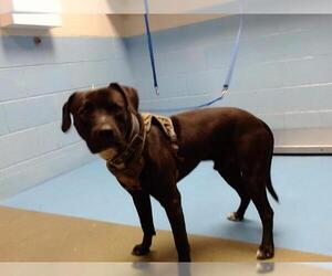 American Pit Bull Terrier-Unknown Mix Dogs for adoption in Moreno Valley, CA, USA