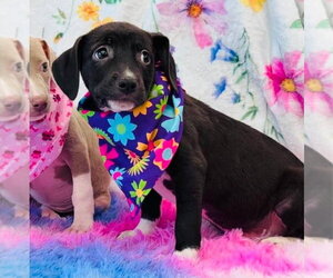 American Pit Bull Terrier-Dachshund Mix Dogs for adoption in Lakewood, CO, USA