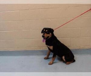 Rottweiler Dogs for adoption in Tulsa, OK, USA