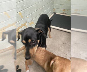 Mutt Dogs for adoption in Stockton, CA, USA