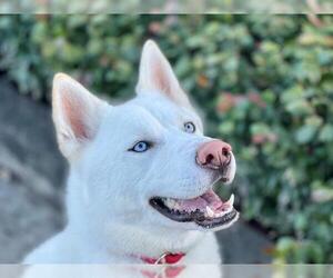 Siberian Husky Dogs for adoption in Santa Rosa, CA, USA