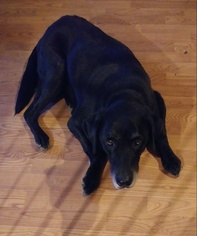 Labrador Retriever Dogs for adoption in Newnan, GA, USA