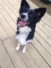 Collie-Unknown Mix Dogs for adoption in Centerburg, OH, USA