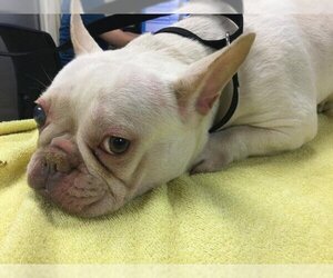 French Bulldog Dogs for adoption in Riverside, CA, USA