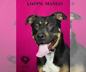 Mutt Dogs for adoption in Stockton, CA, USA