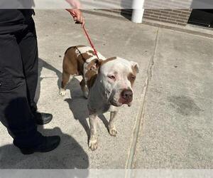 American Bulldog Dogs for adoption in Houston, TX, USA
