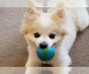 Pomeranian Dogs for adoption in Pequot Lakes, MN, USA