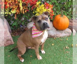 American Pit Bull Terrier-Unknown Mix Dogs for adoption in Oklahoma City, OK, USA