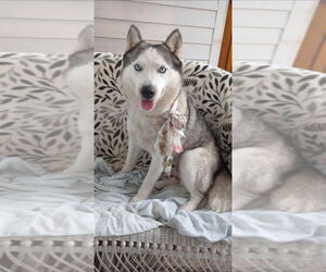 Huskies -Unknown Mix Dogs for adoption in Oak Bluffs, MA, USA