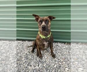 Mastador Dogs for adoption in Columbus, NC, USA