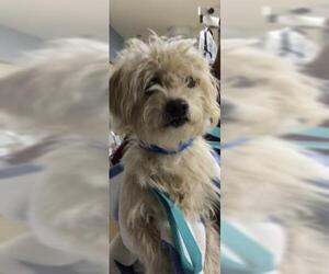 Mutt Dogs for adoption in Riverside, CA, USA