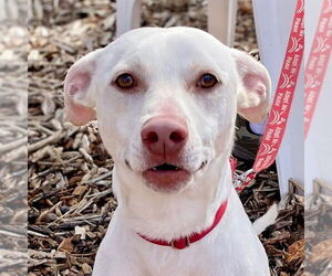 Mutt Dogs for adoption in Canton, CT, USA