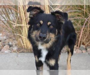 Australian Shepherd Dogs for adoption in Aurora, CO, USA