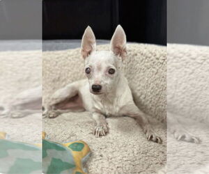 Chihuahua Dogs for adoption in St. Louis Park, MN, USA