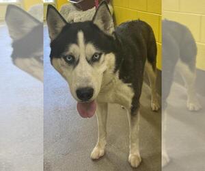 Siberian Husky Dogs for adoption in Forestville, MD, USA