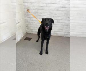 German Shepherd Dog-Unknown Mix Dogs for adoption in San Bernardino, CA, USA
