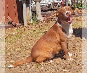 American Pit Bull Terrier-Labrador Retriever Mix Dogs for adoption in Wetumpka, AL, USA