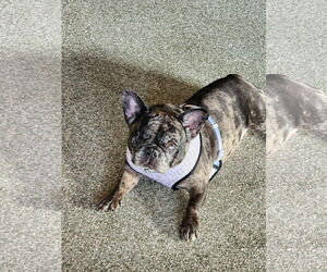 French Bulldog Dogs for adoption in St. Louis Park, MN, USA