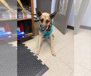 German Shepherd Dog Dogs for adoption in Stockton, CA, USA