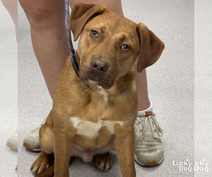 Retriever -Unknown Mix Dogs for adoption in Washington, DC, USA