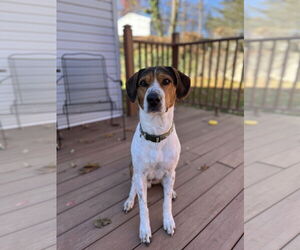 Treeing Walker Coonhound-Unknown Mix Dogs for adoption in Rockaway, NJ, USA