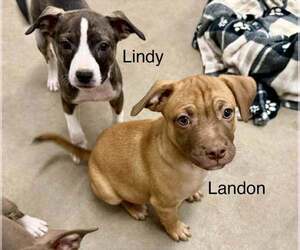 Pug-Staffordshire Bull Terrier Mix Dogs for adoption in Cave Creek, AZ, USA