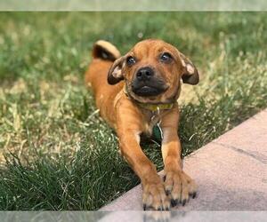Chug Dogs for adoption in Denver, CO, USA