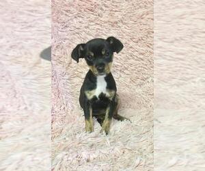 Jack Russell Terrier Dogs for adoption in Chester, IL, USA