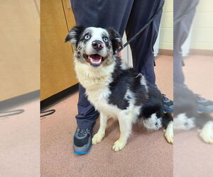 Border Collie-Unknown Mix Dogs for adoption in Ogden, UT, USA