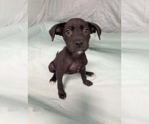 Chihuahua-Unknown Mix Dogs for adoption in Oakhurst, NJ, USA