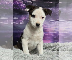 Sheprador Dogs for adoption in Lakewood, CO, USA