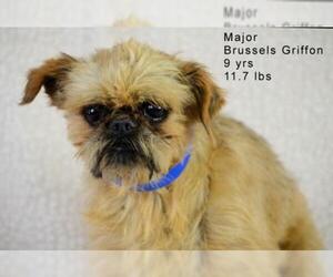 Brussels Griffon Dogs for adoption in Bon Carbo, CO, USA