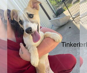 Labrador Retriever-Unknown Mix Dogs for adoption in Bristol, CT, USA