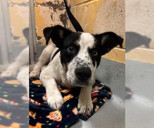 Mutt Dogs for adoption in Tulsa, OK, USA