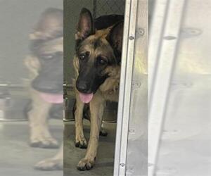 German Shepherd Dog Dogs for adoption in Redlands, CA, USA