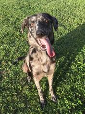 Catahoula Leopard Dog Dogs for adoption in Sparta, IL, USA