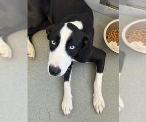 Labrador Retriever-Unknown Mix Dogs for adoption in Fayetteville, NC, USA