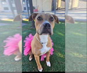 Mutt Dogs for adoption in Downey, CA, USA