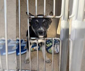 Siberian Husky-Unknown Mix Dogs for adoption in Oklahoma City, OK, USA