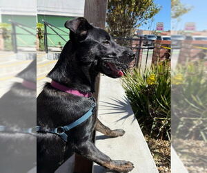 Mutt Dogs for adoption in San Diego, CA, USA