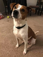 Beagle-Unknown Mix Dogs for adoption in Germantown, OH, USA