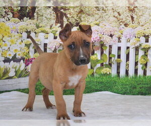 Labrador Retriever-Unknown Mix Dogs for adoption in Oroville, CA, USA