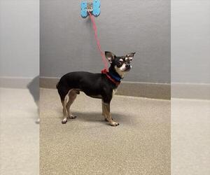 Chihuahua-Unknown Mix Dogs for adoption in Las Vegas, NV, USA